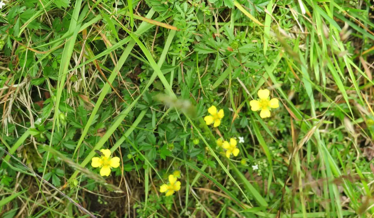 What are the Weeds With Yellow Flowers in My Lawn?