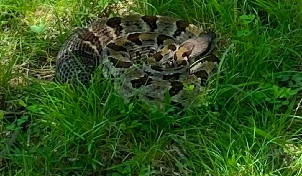 does-cedar-mulch-repel-snakes-yard-floor