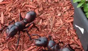 ants in mulch bag