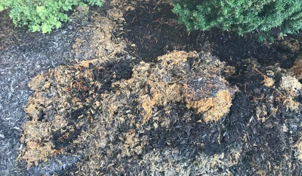 How to Remove Smell from Mulch  