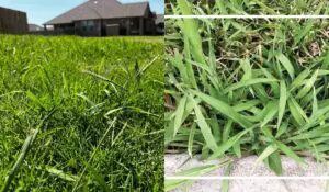 dallisgrass vs crabgrass