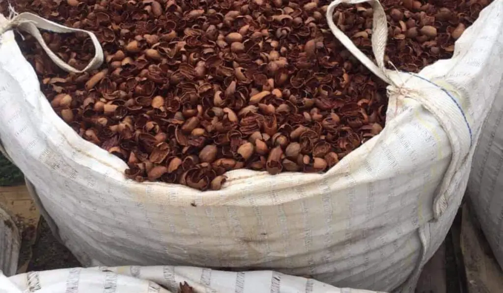 Should I Use Pecan Shell Mulch In My Garden? Yard Floor