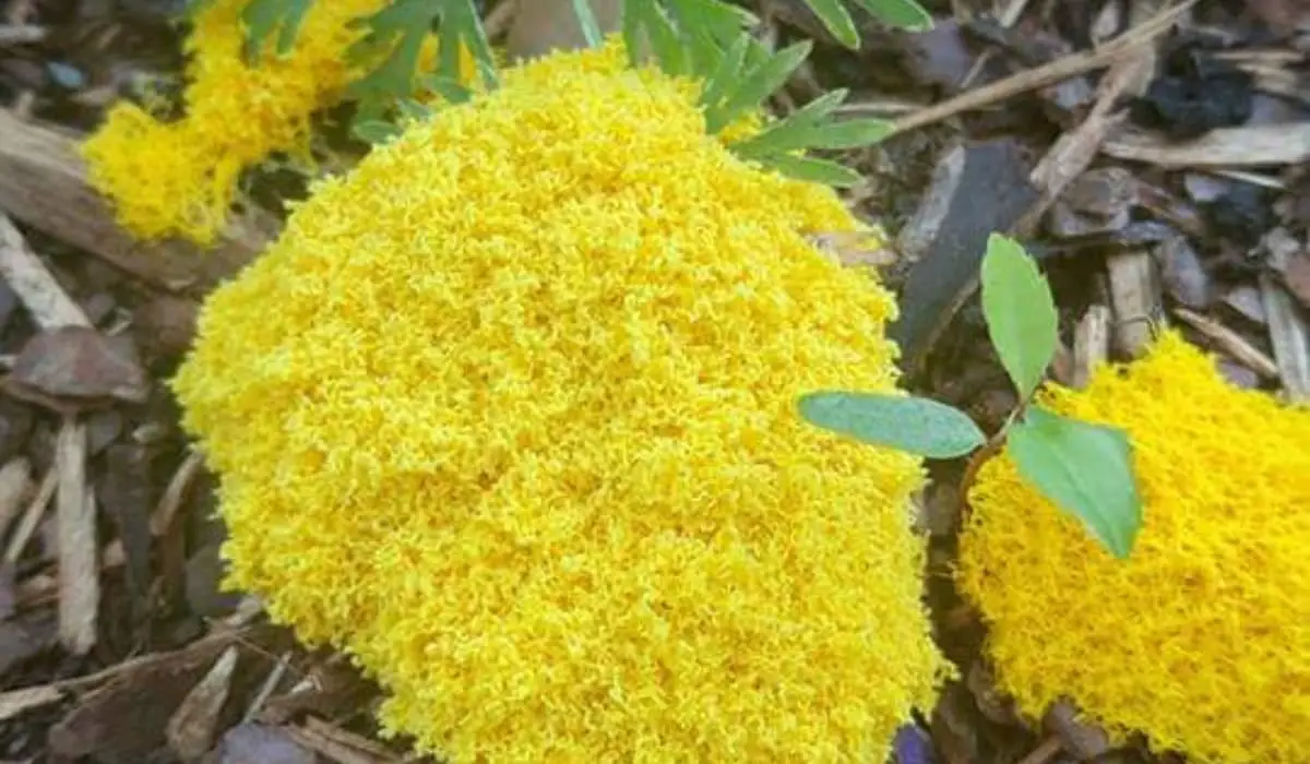 What Is the Yellow Fungus on Mulch - Yard Floor