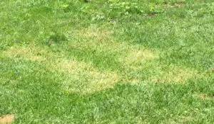 Grass turning white