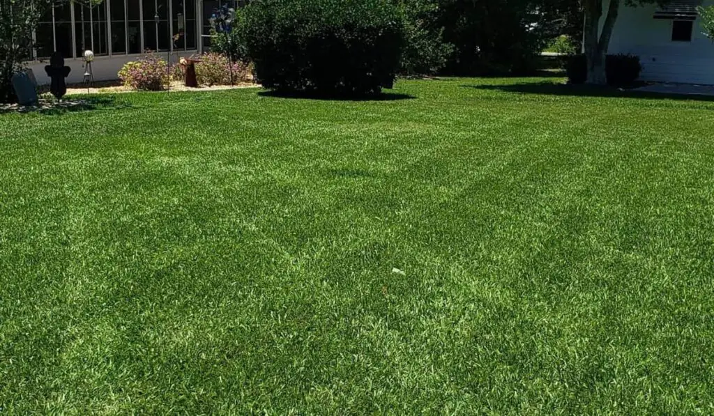 Bahia Grass Pros and Cons Is Bahia Grass Good? Yard Floor