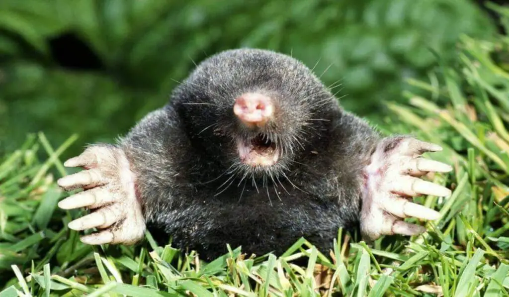 how-to-get-rid-of-ground-moles-with-dawn-soap-tips