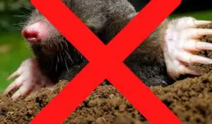 how to get rid of ground moles with vinegar