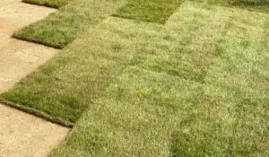 how to plant sod over sand