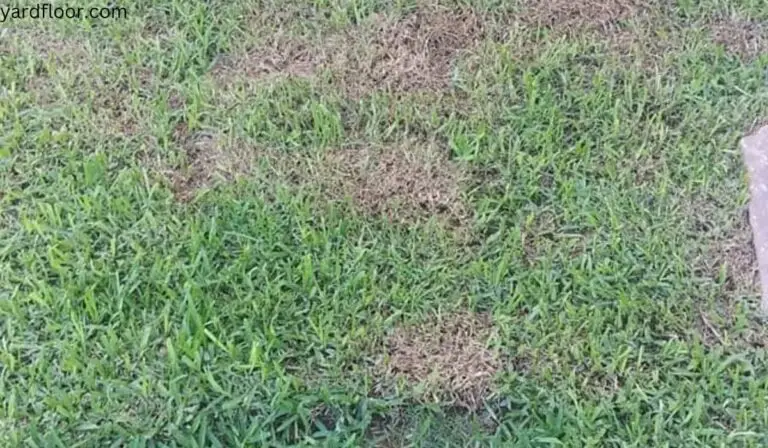 New Sod Turns Brown Causes Fixes Tips Yard Floor new-sod-turns-brown-causes-fixes-tips-yard-floor