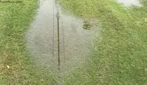 overwatered lawn