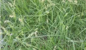 grass with burrs