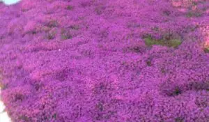 red creeping thyme lawn