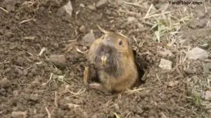 killing gophers with bleach and ammonia