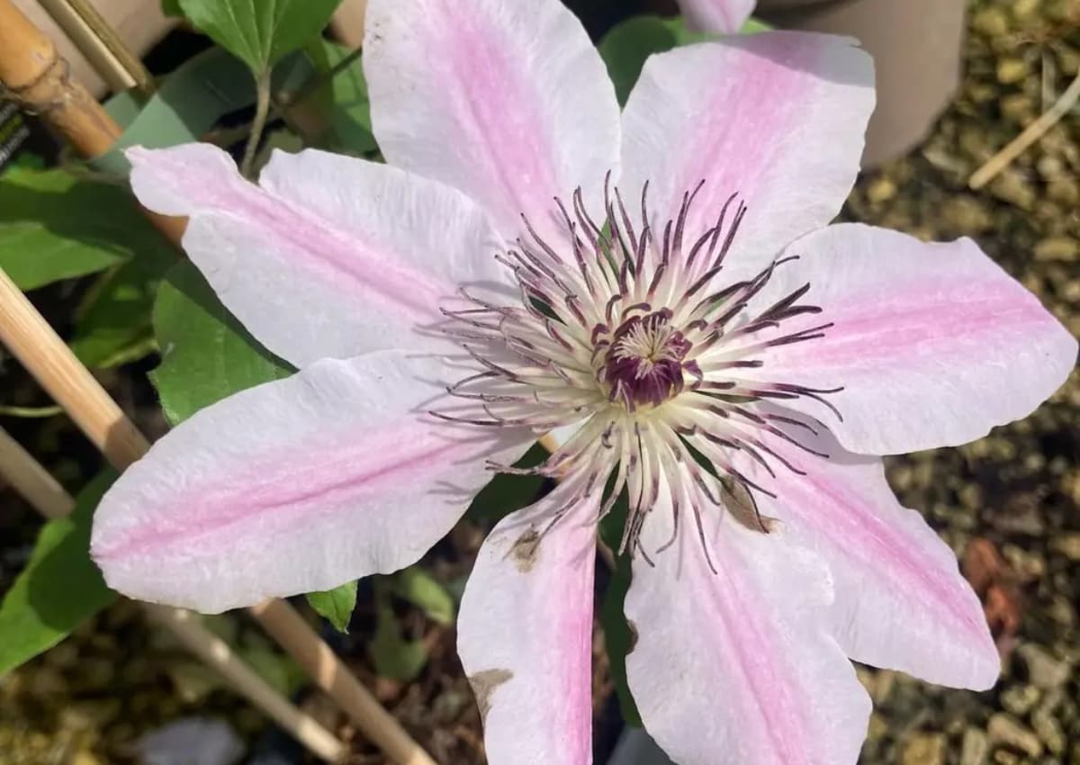 7 Stunning 8 Petaled Flowers To Transform Your Garden