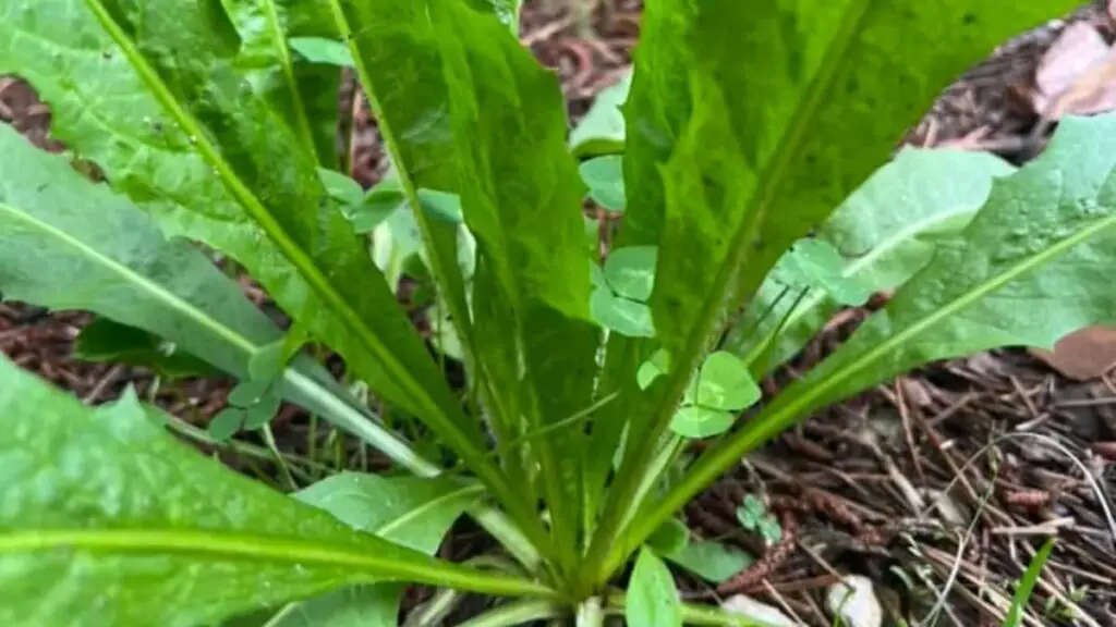 Chicory