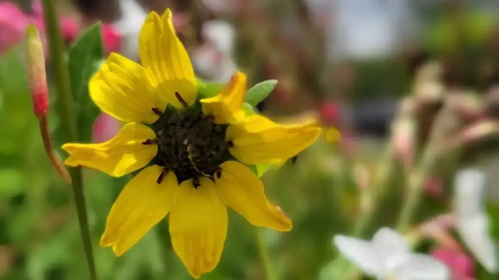 Chocolate Daisy Flower
