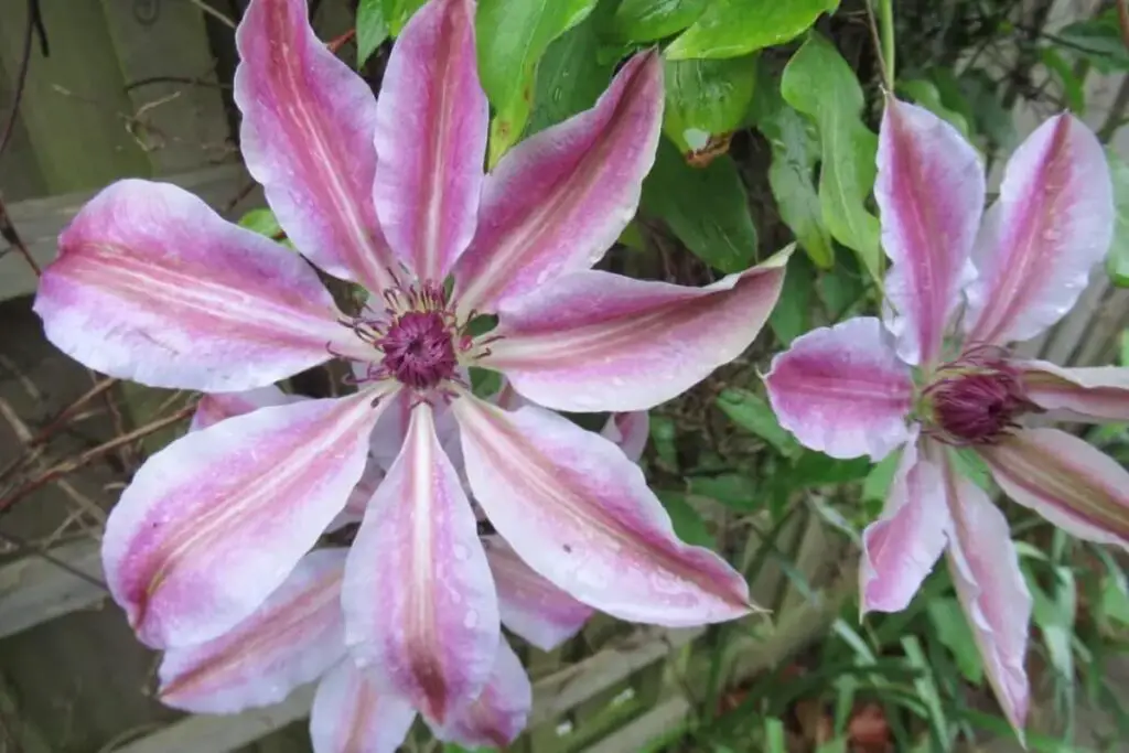 Clematis Nelly Moser