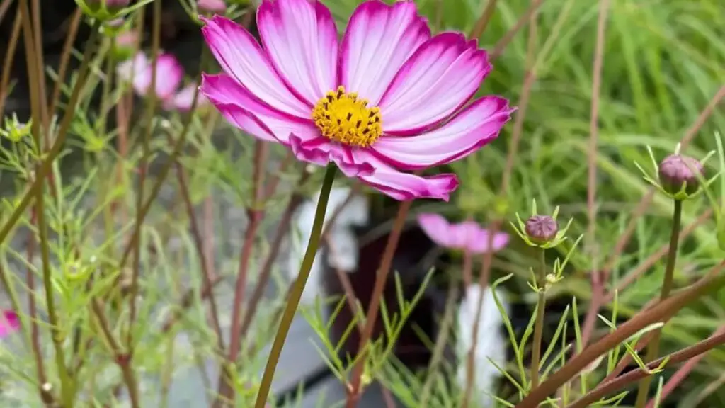 Garden Cosmos flower