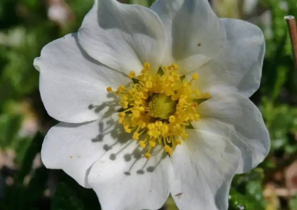 Mountain Avens flower