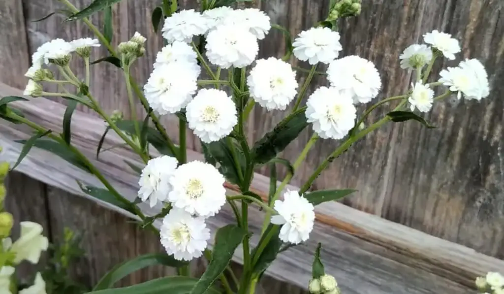 Sneezewort flower