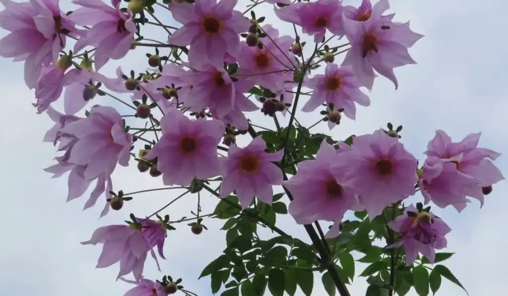 Tree Dahlia Flower