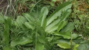 weeds that look like lettuce
