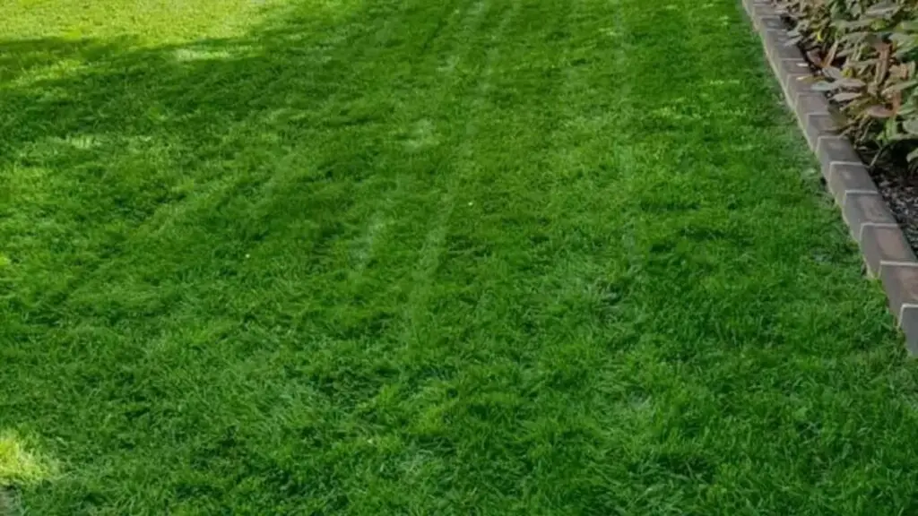 ryegrass vs bermuda grass