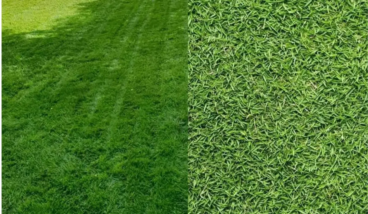 Ryegrass Vs Bermuda Which Grass Suits Your Lawn